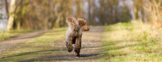 piccolo cane marrone corre via