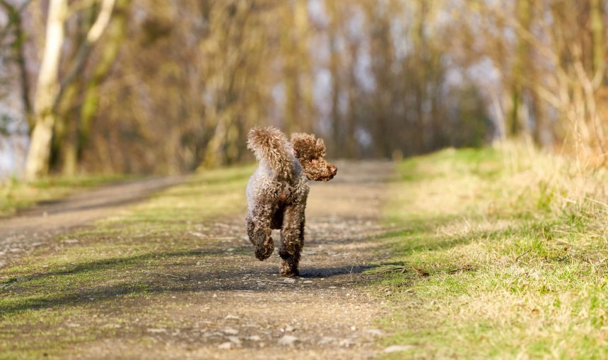 piccolo cane marrone corre via