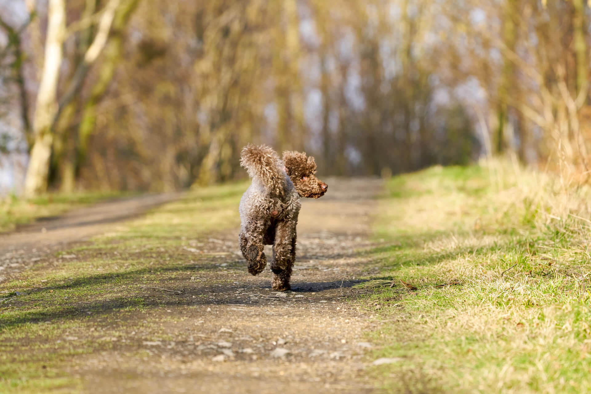 A brown dog running away