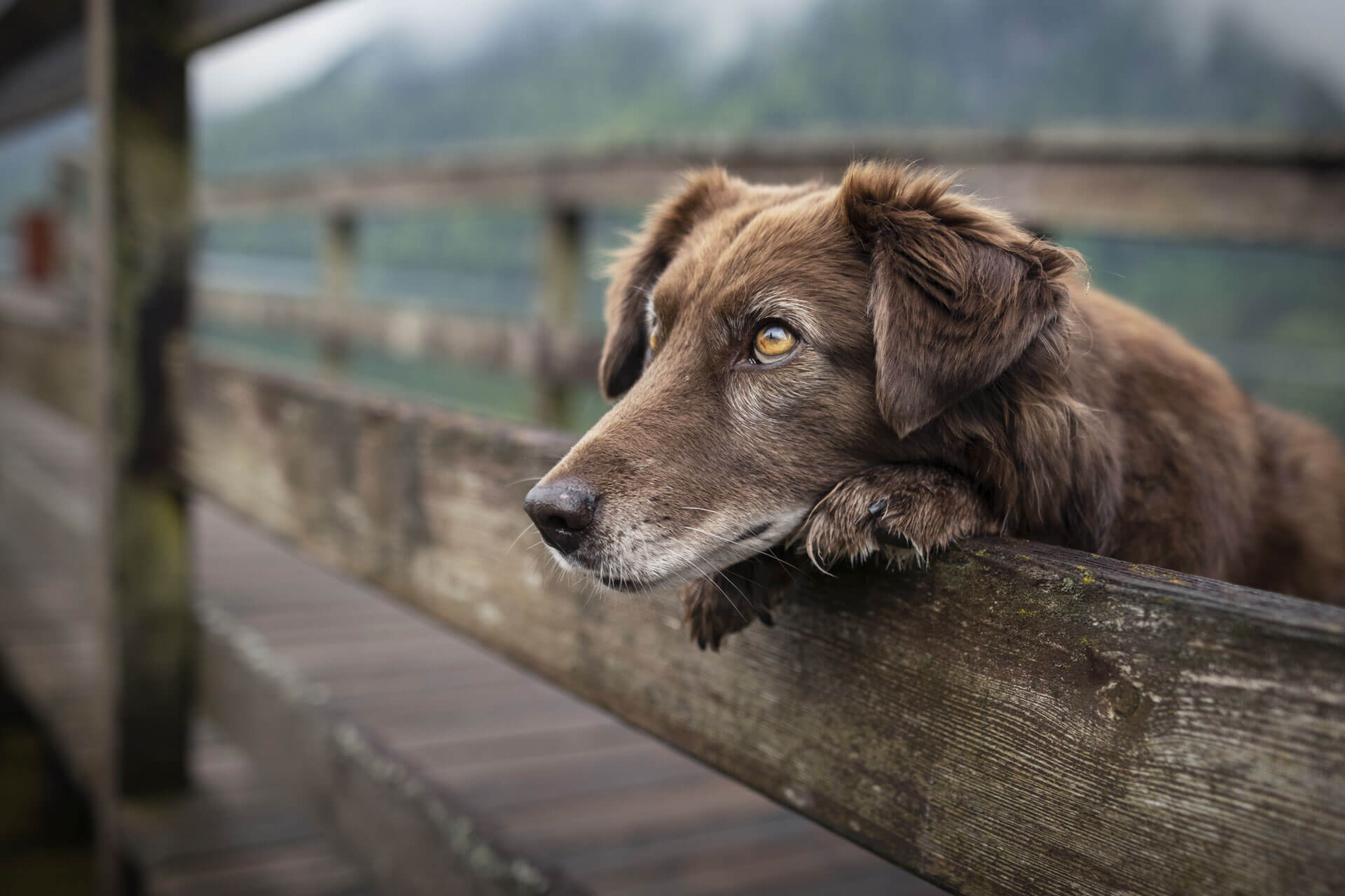 Brauner Hund legt Vorderpfoten und Kopf auf den Zaun