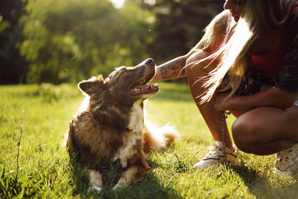 donna accarezza un cane marrone su un prato