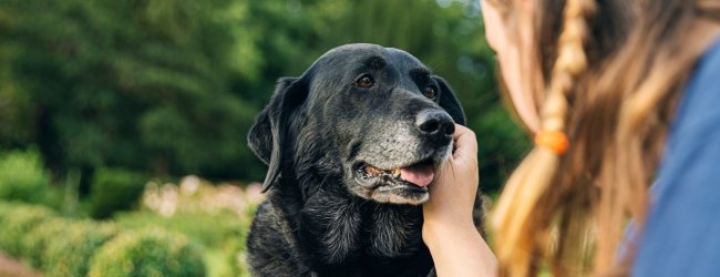 A woman petting her senior dog outdoors