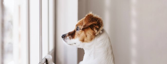 Braun-weiß gefleckter Hund blickt von innen aus dem Fenster