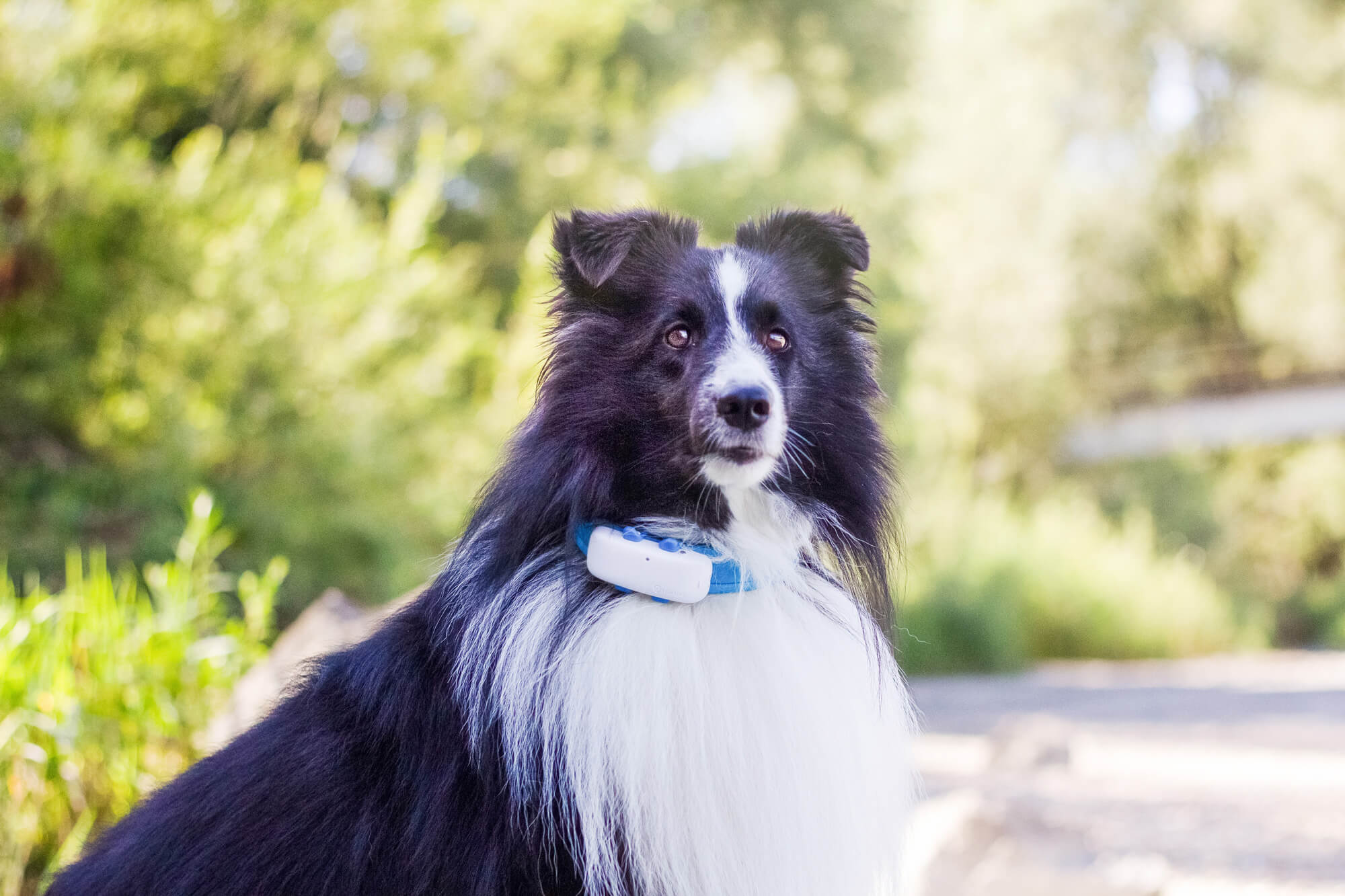 Hund trägt Tractive GPS Tracker auf seinem Halsband 