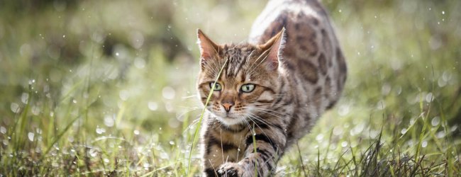 chat obèse courant dans un pré