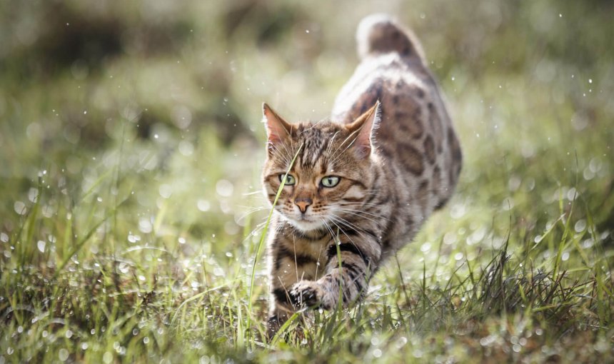 chat obèse courant dans un pré