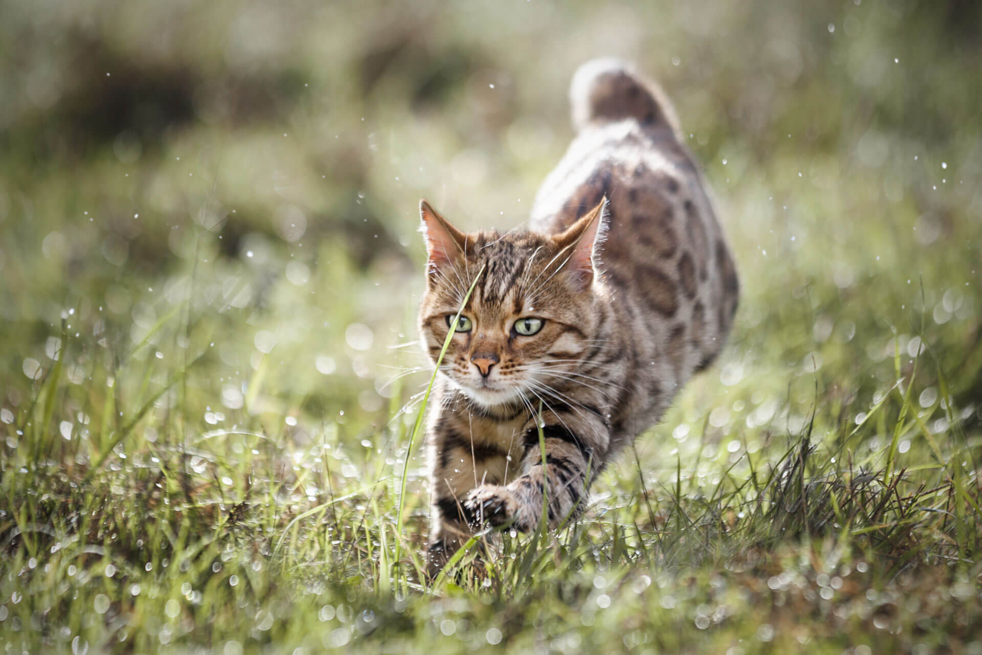 Getigerte Katze springt durch die Wiese