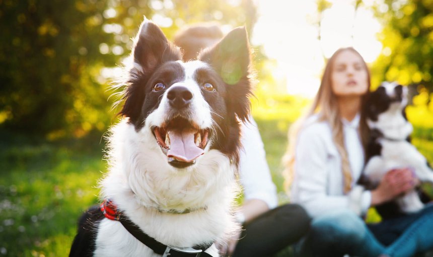 How to celebrate National Dog Day August 26