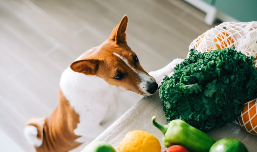 A dog sniffing at a head of broccoli on a kitchen table full of vegetables