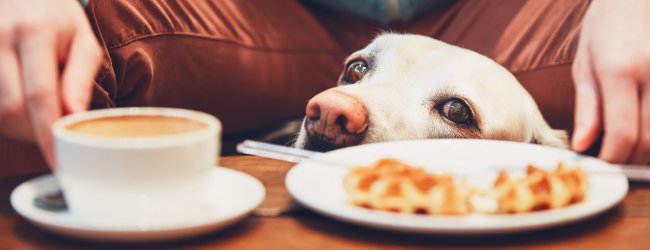 A curious dog at a cafe