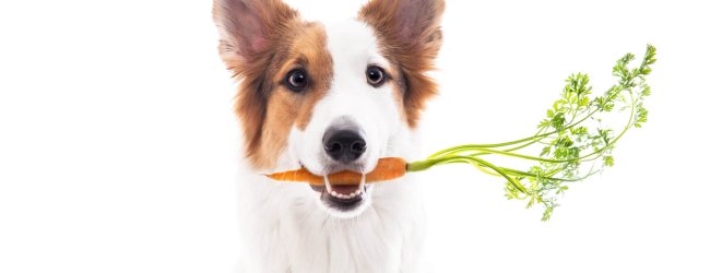 White and brown dog holding carrot in mouth vegetables for dogs