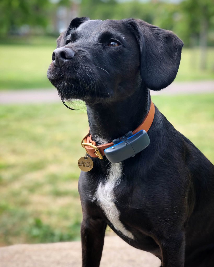 black dog wearing GPS tracker and collar - how to keep dogs calm and safe on bonfire night