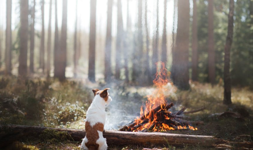 dog and bonfire in forest on bonfire night