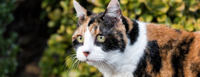 Dreifärbige Katze auf grünem Waldhintergrund