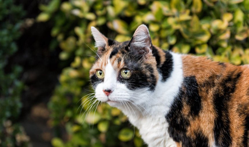 Dreifärbige Katze auf grünem Waldhintergrund