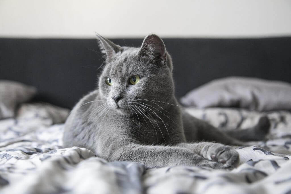 Gato gris que no come tumbado en la cama