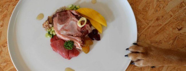 patte de chien repoussant une assiette avec de la nourriture pour chien style restaurant