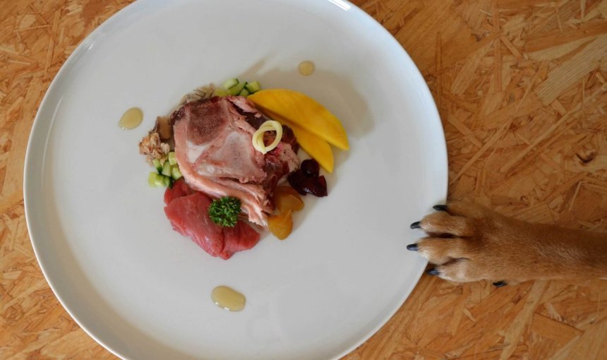 patte de chien repoussant une assiette avec de la nourriture pour chien style restaurant