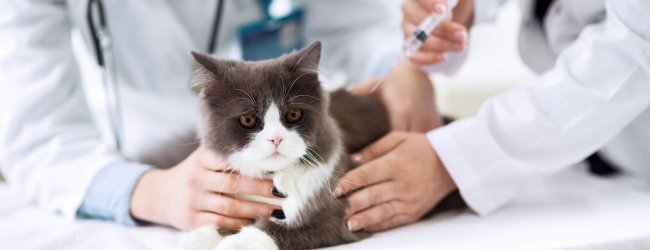 chat couché sur une table chez le vétérinaire se faisant implanter une puce électronique