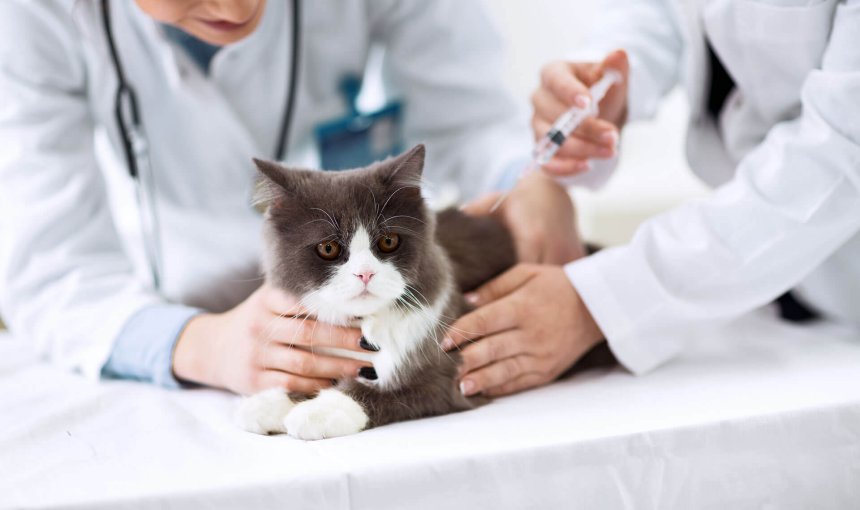 chat couché sur une table chez le vétérinaire se faisant implanter une puce électronique