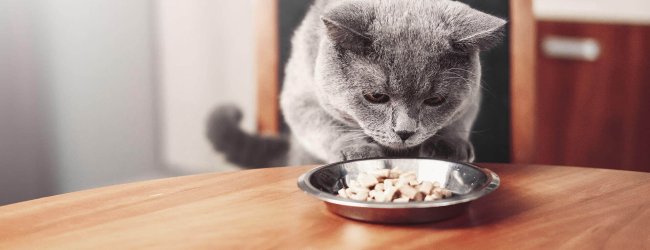 chat gris sur une chaise à table inspectant sa gamelle pleine de nourriture