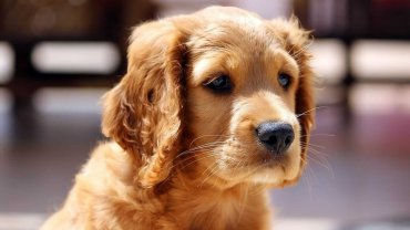 petit chien roux regardant le photographe d'un air triste