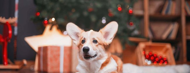 corgi couché devant un sapin de noël avec des cadeaux