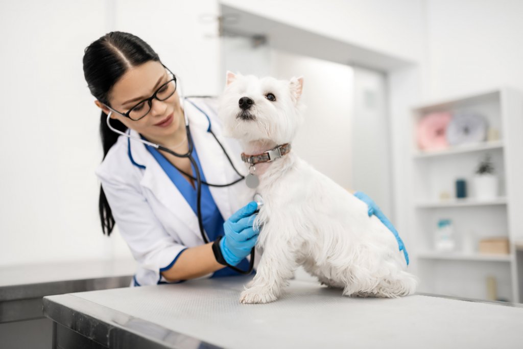 Petit chien sur une table soigné par une vétérinaire.