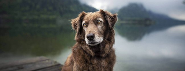 chien âgé assis sur un ponton au bord de l'eau dans le brouillard