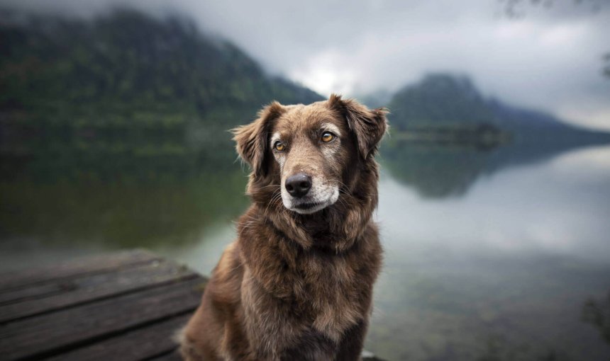 chien âgé assis sur un ponton au bord de l'eau dans le brouillard