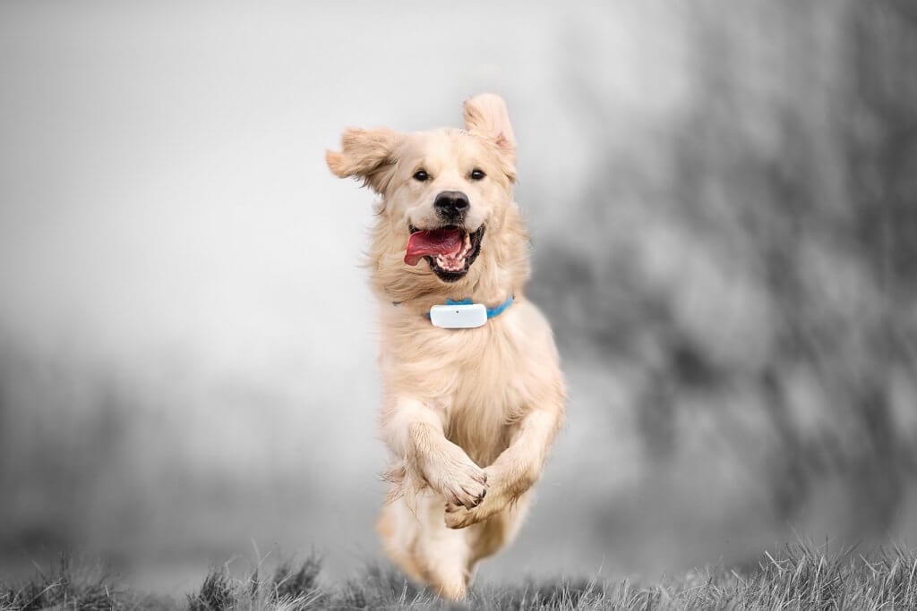 grand chien blanc avec GPS Tractive au cou courant dans la brume