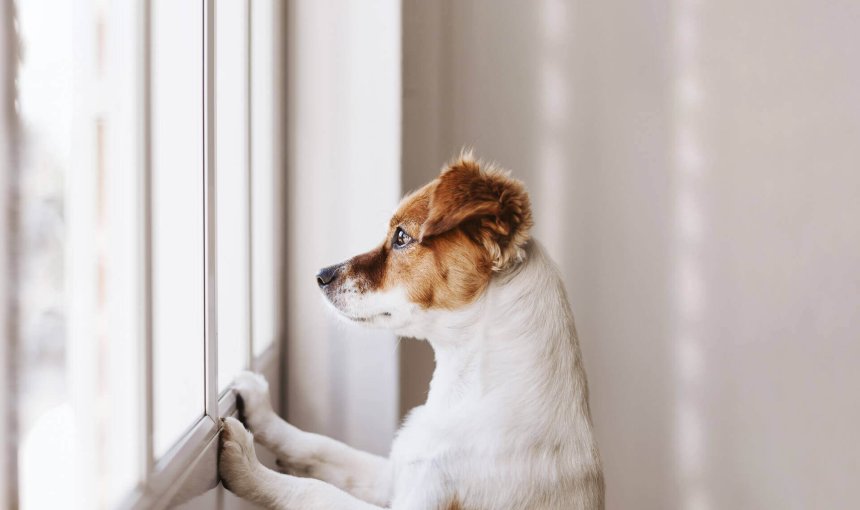 chien blanc et brun debout regardant par la fenêtre