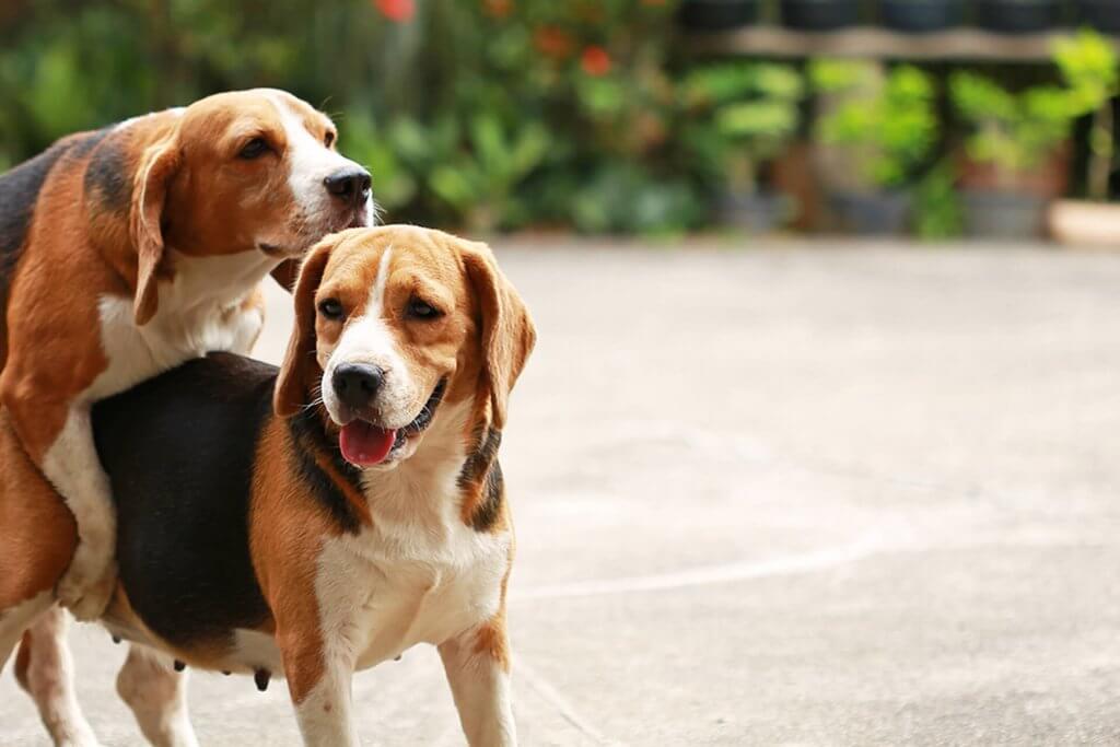 deux beagles en train de s'accoupler