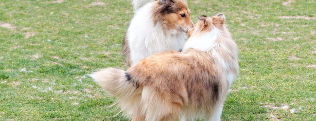 deux collies en chaleur se reniflant dans un champ