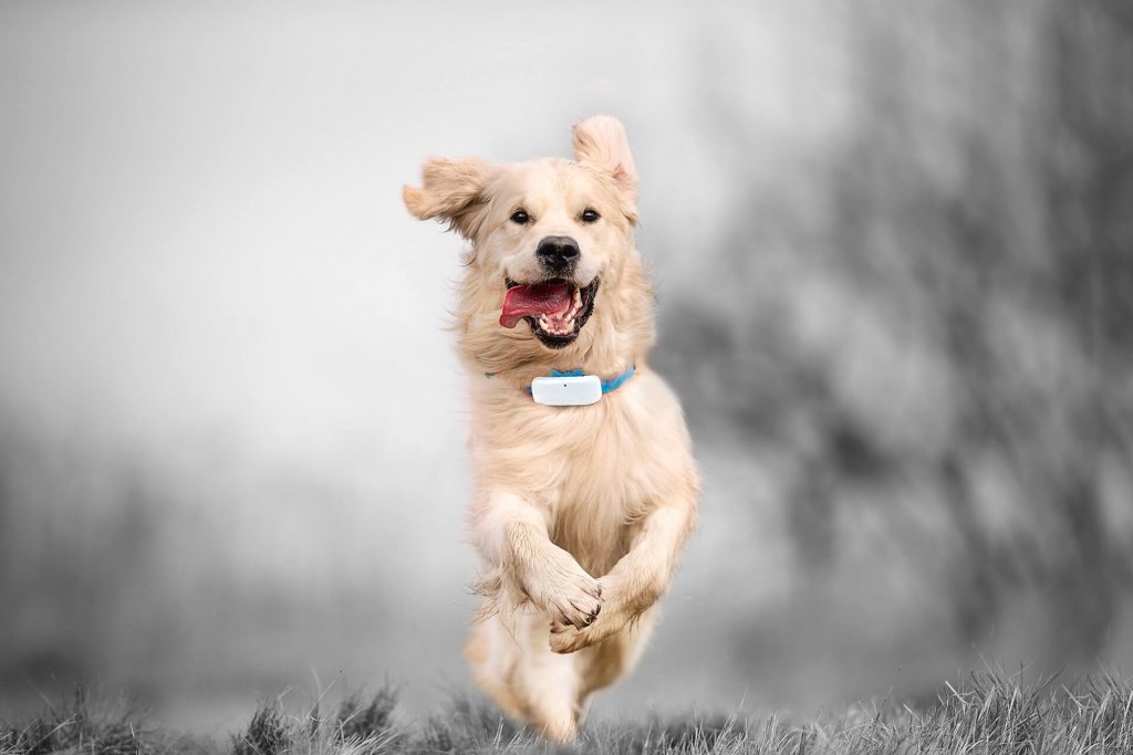 Golden Retriever mit Tracker und herausgestreckter Zunge beim Laufen 