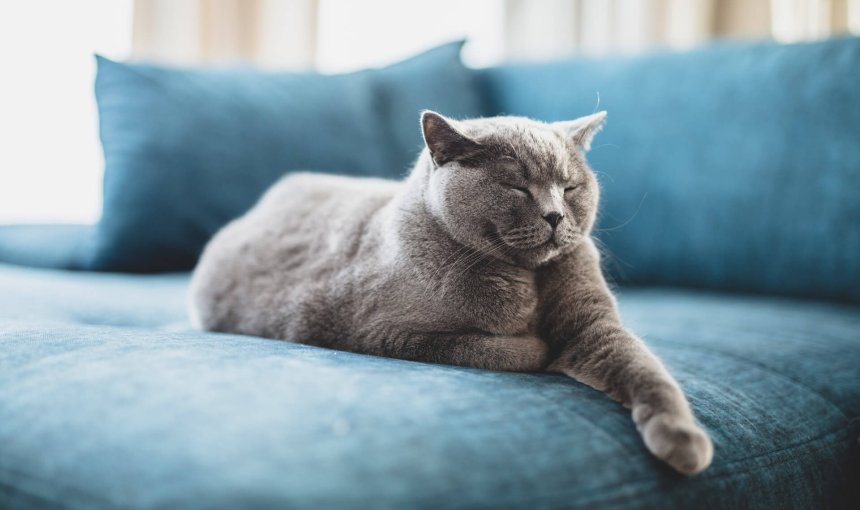 Grey cat sleeping on blue couch