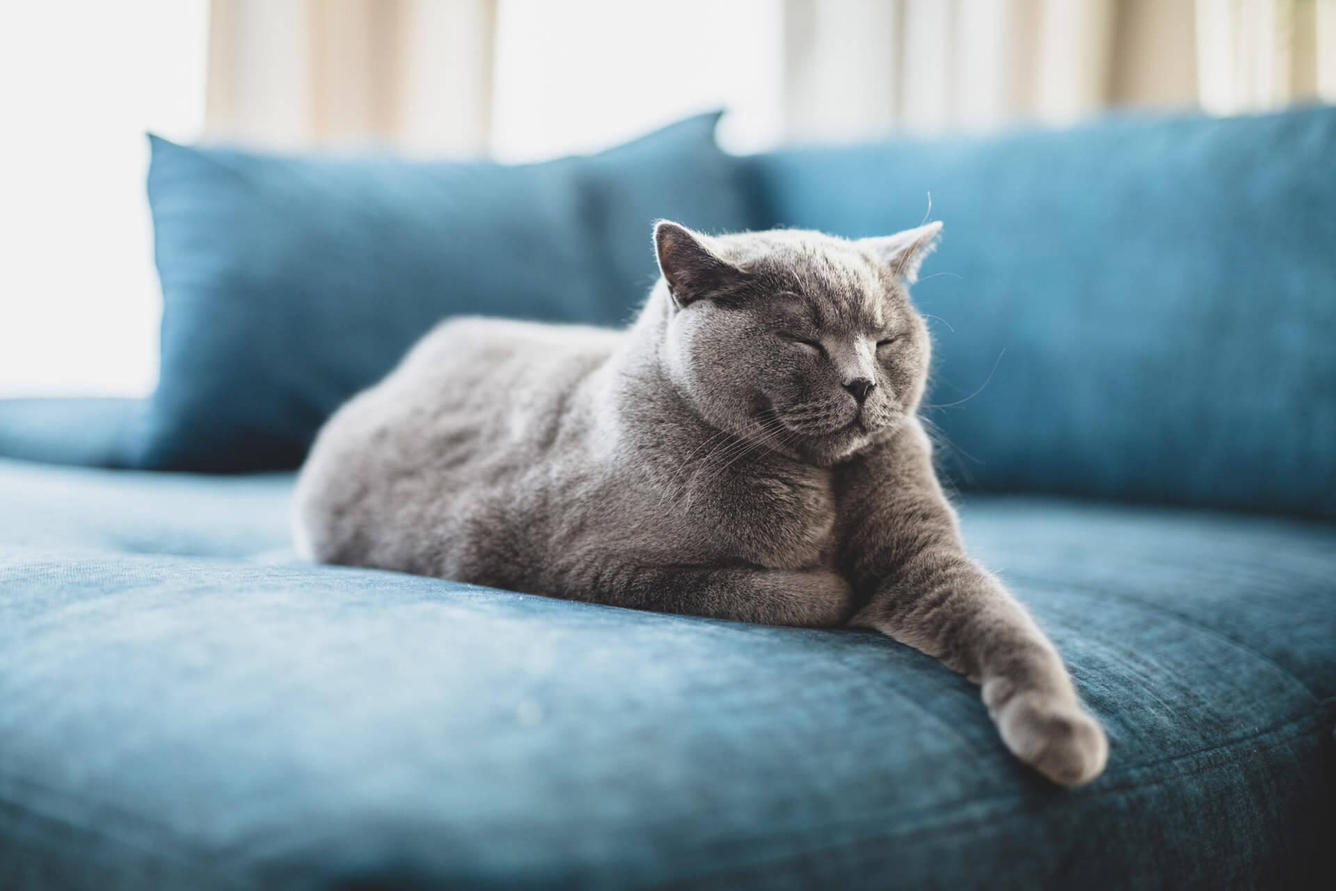 Graue Katze schläft auf einer Couch