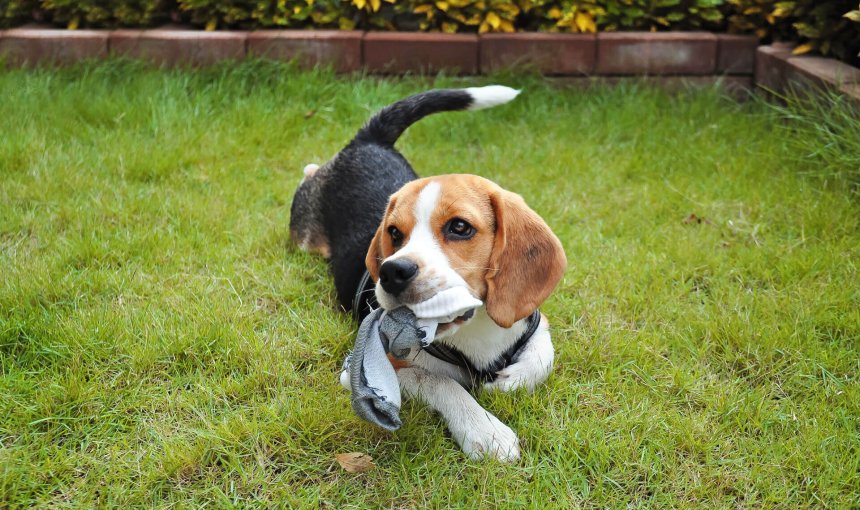 dog sitting on grass with sock in mouth