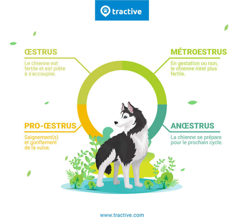 illustration des quatre phases du cycle reproductif chez la chienne