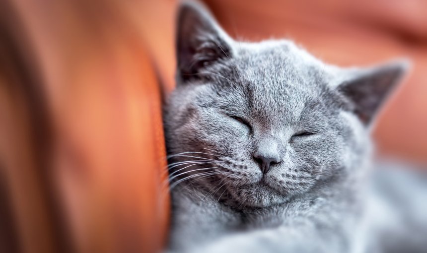 Graue Katze schläft, brauner Hintergrund