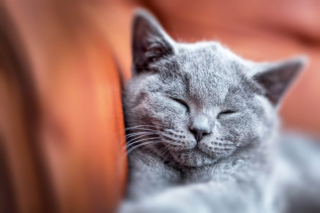 un gatto grigio dorme su una superficie arancione