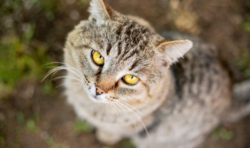 brown old cat with dementia and yellow eyes