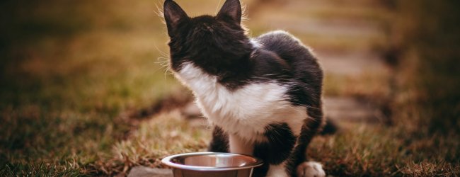 A cat looking away from a bowl of water