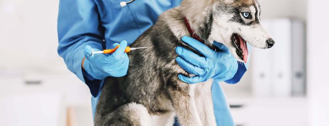 chien gris aux yeux bleus assis sur une table d'opération se faisant implanter une puce électronique par un vétérinaire