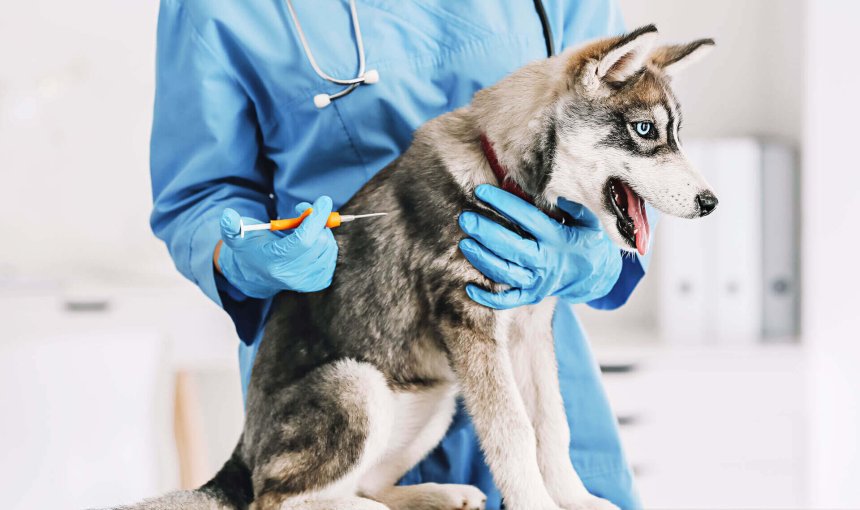 chien gris aux yeux bleus assis sur une table d'opération se faisant implanter une puce électronique par un vétérinaire