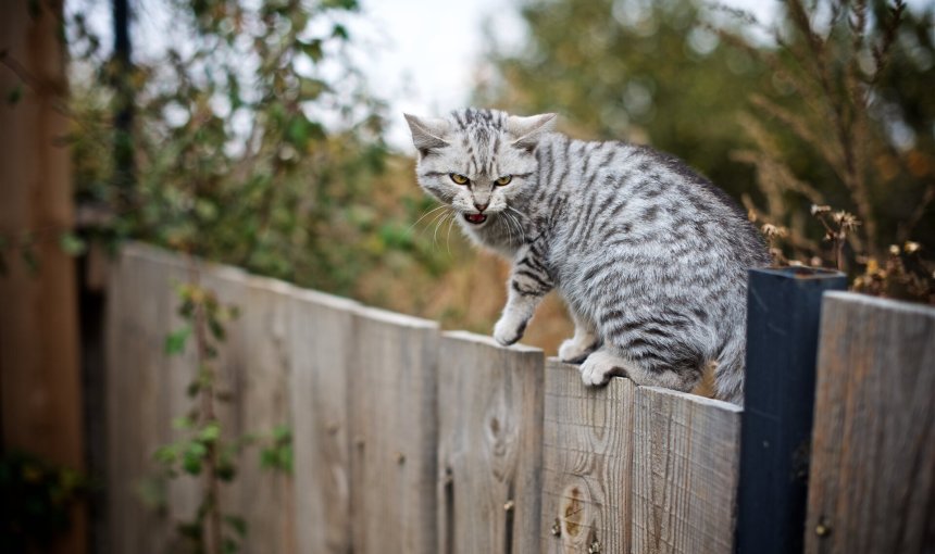 A cat with dementia sitting on a fence