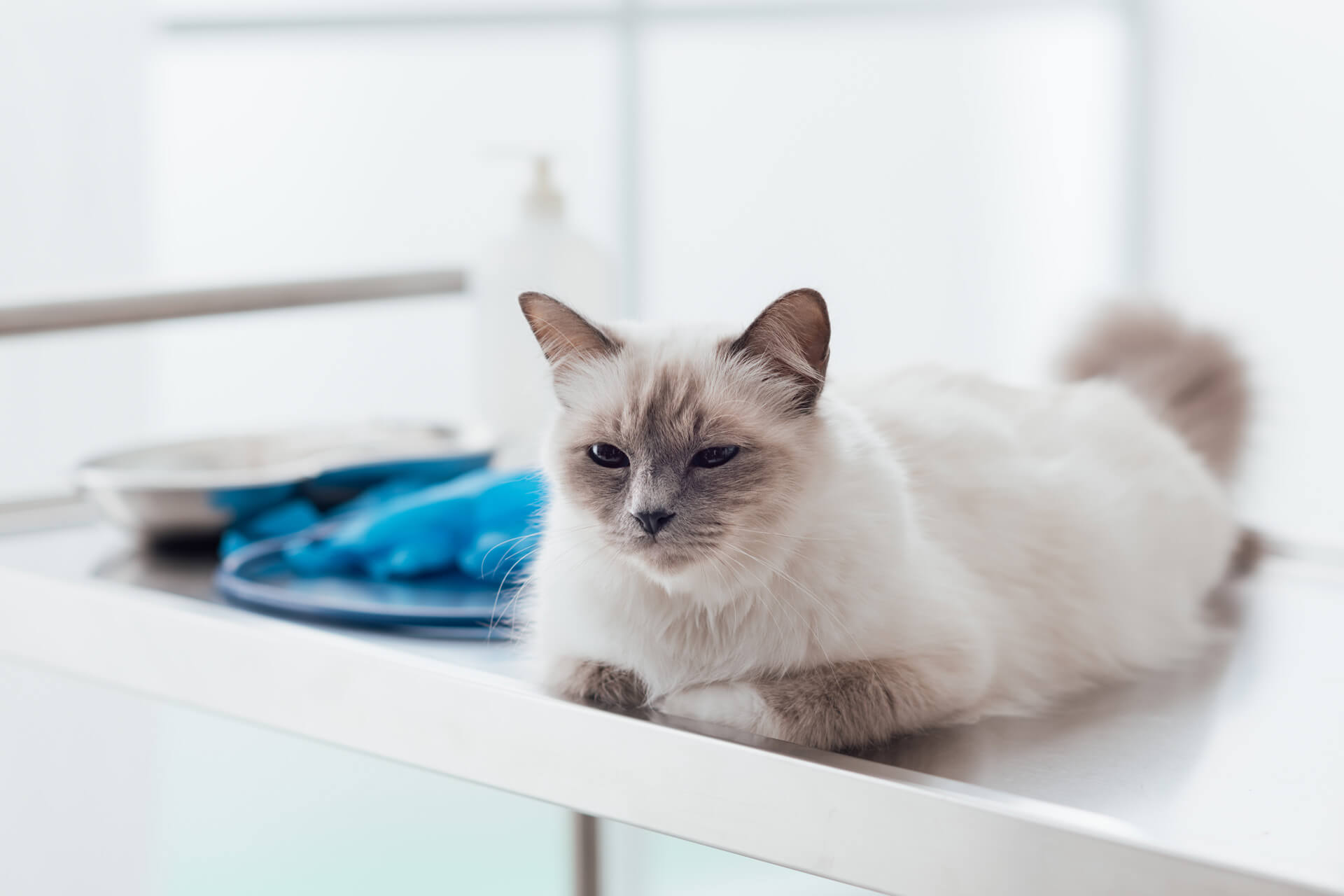 white cat sitting on the table at vet