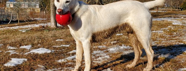 Opie the Shepherd mix dog standing outside with red ball