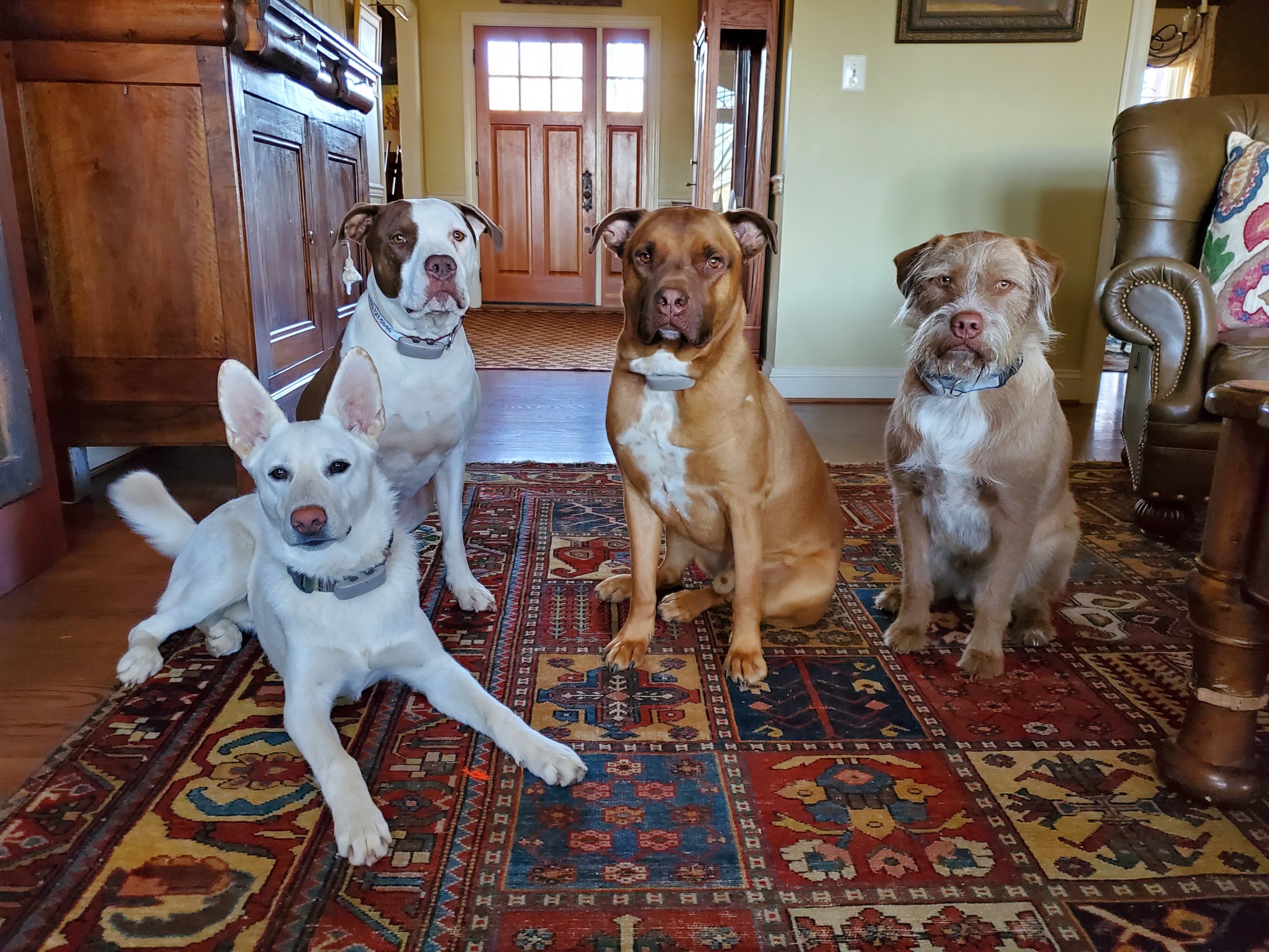 Opie the Shepherd mix dog and his three brothers sitting inside the living room wearing Tractive GPS trackers.