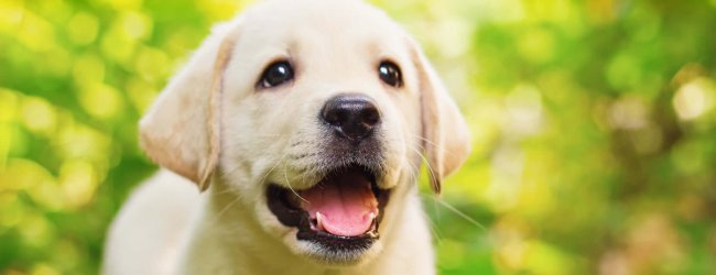 chiot blanc souriant au photographe dans la nature